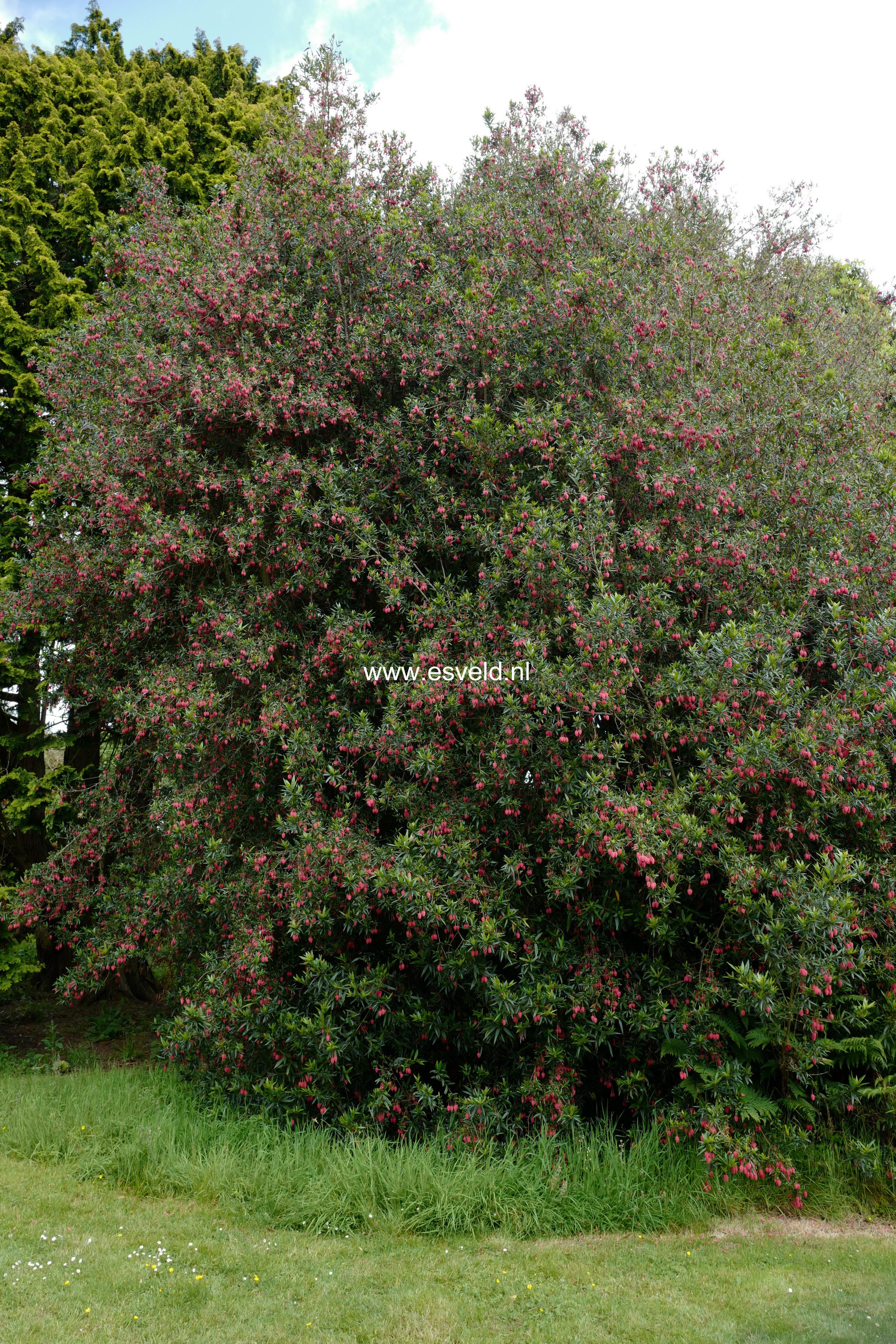 Crinodendron hookerianum