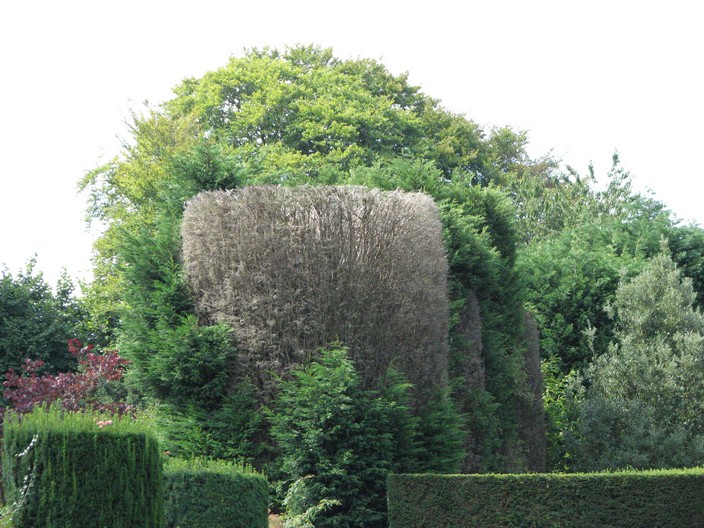 Cupressocyparis leylandii