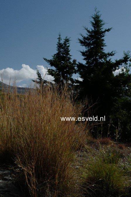 Cupressus sempervirens