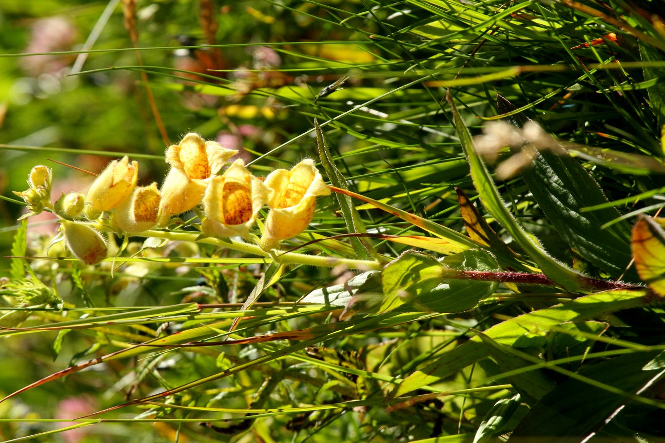 Digitalis grandiflora