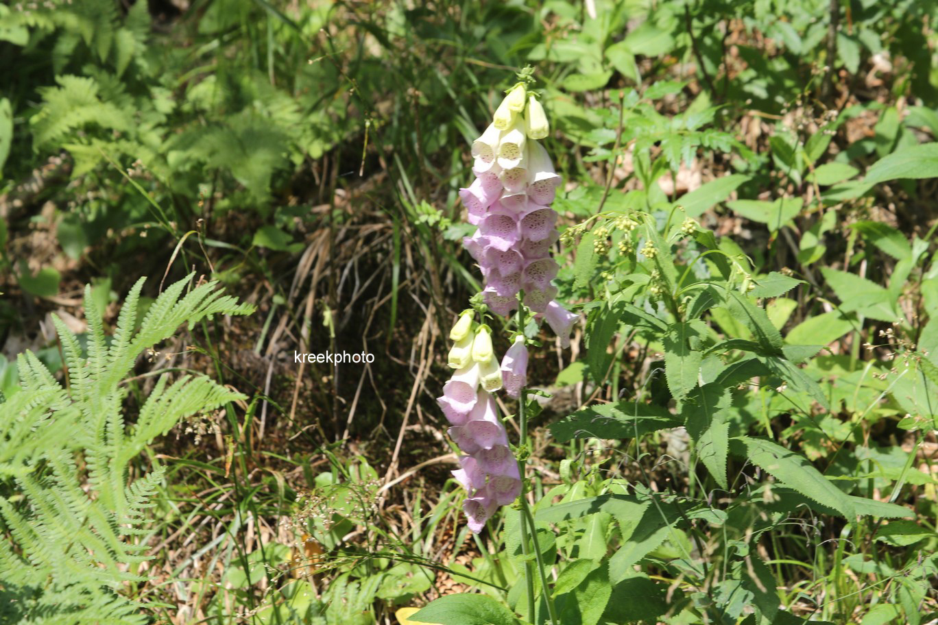 Digitalis purpurea