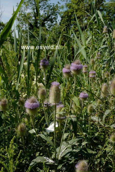 Dipsacus fullonum