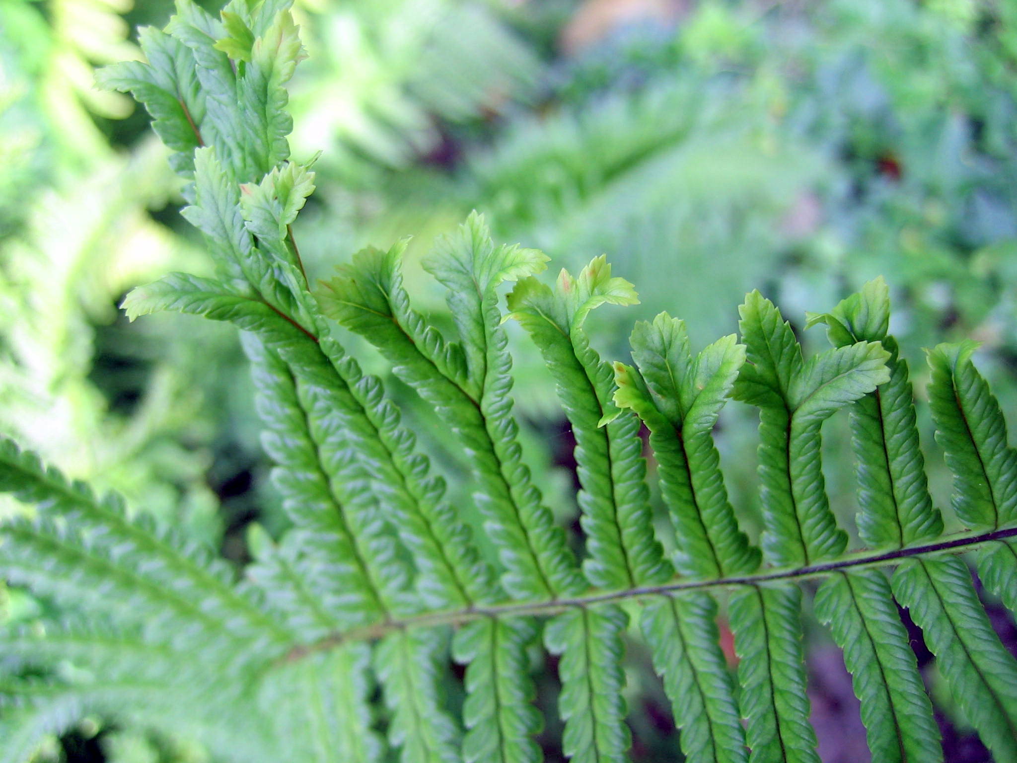 Dryopteris affinis 'Cristata'