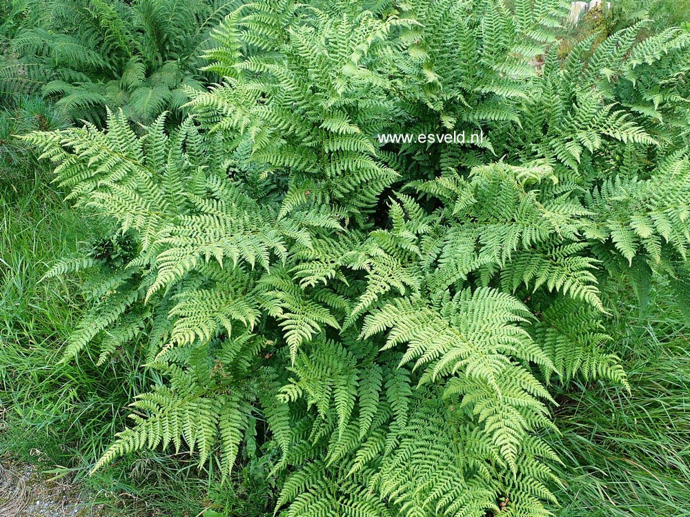 Dryopteris dilatata