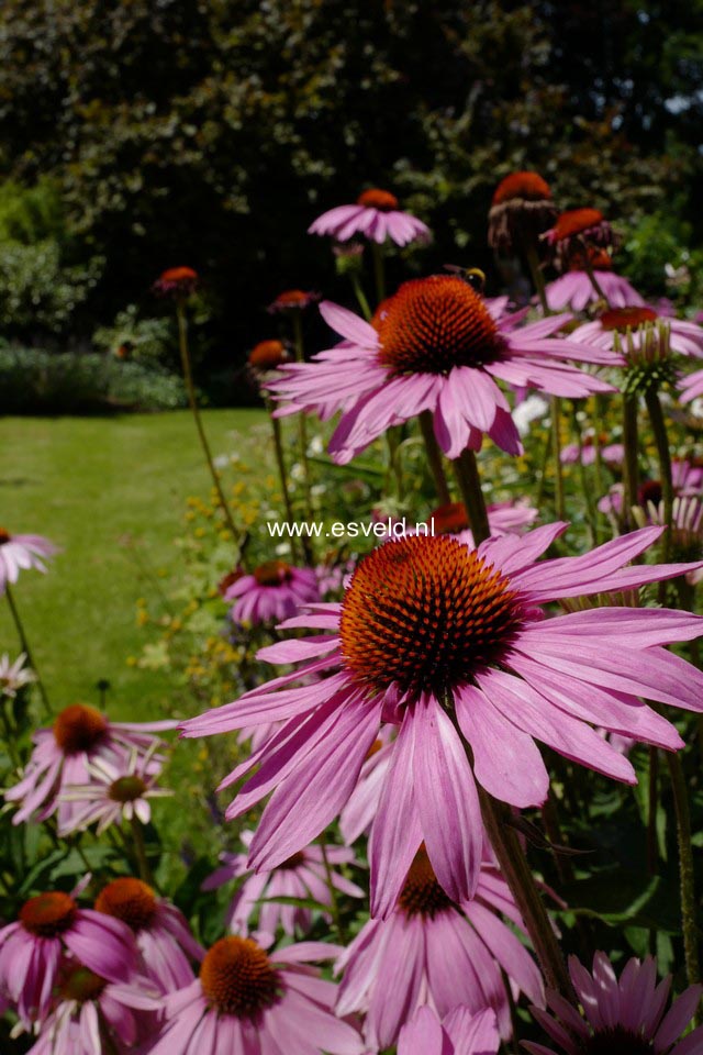 Echinacea purpurea 'Magnus'