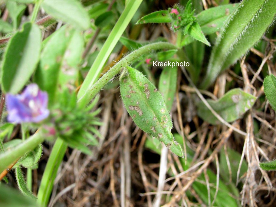 Echium vulgare