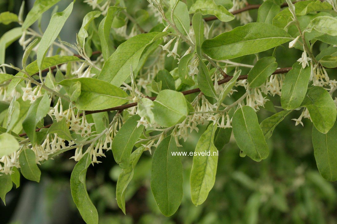 Elaeagnus angustifolia