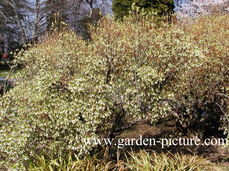 Enkianthus perulatus