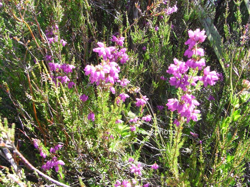 Erica tetralix