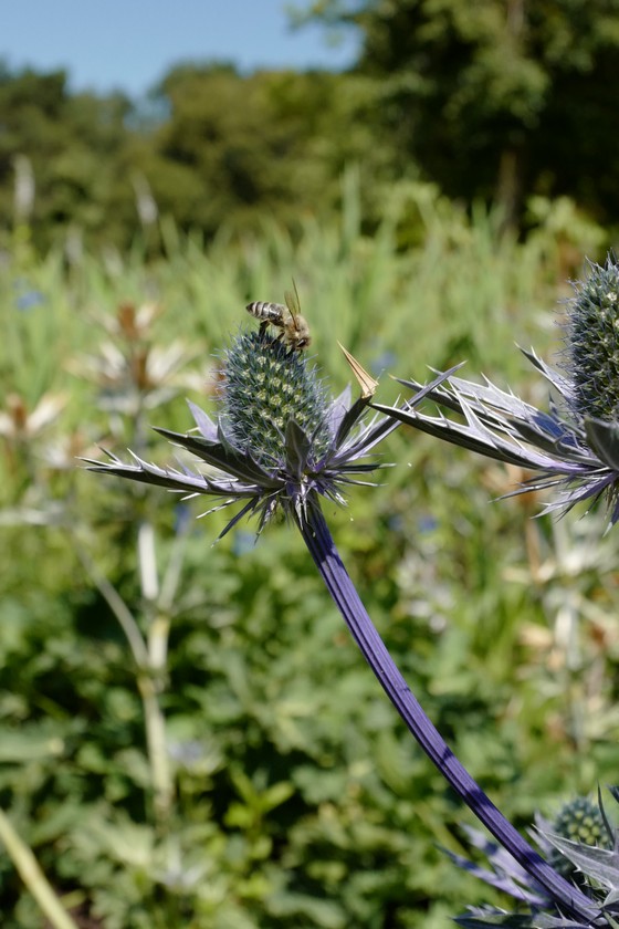 Eryngium bourgatii