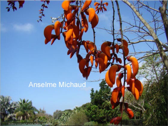 Erythrina crista-galli