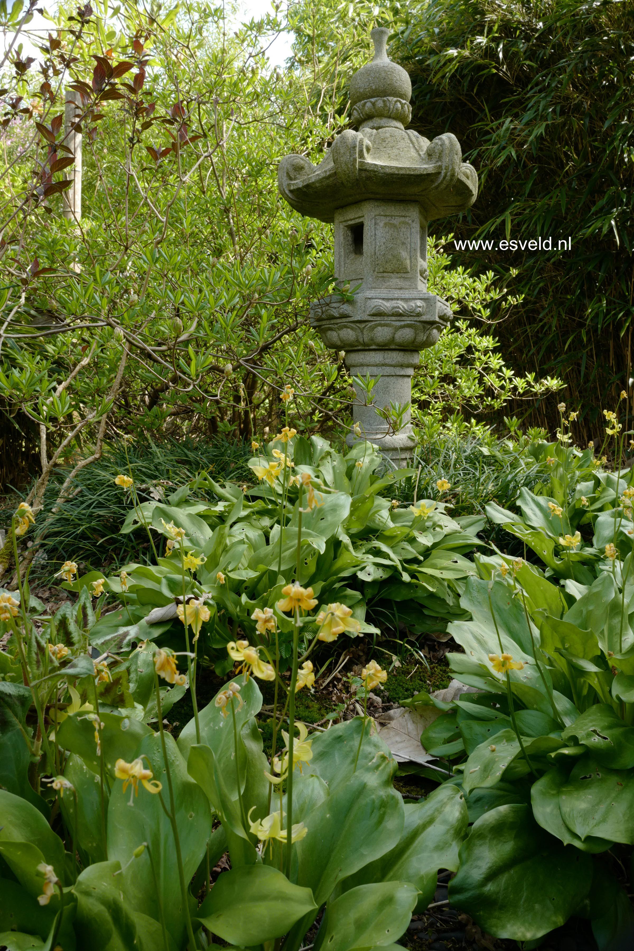 Erythronium 'Pagoda'