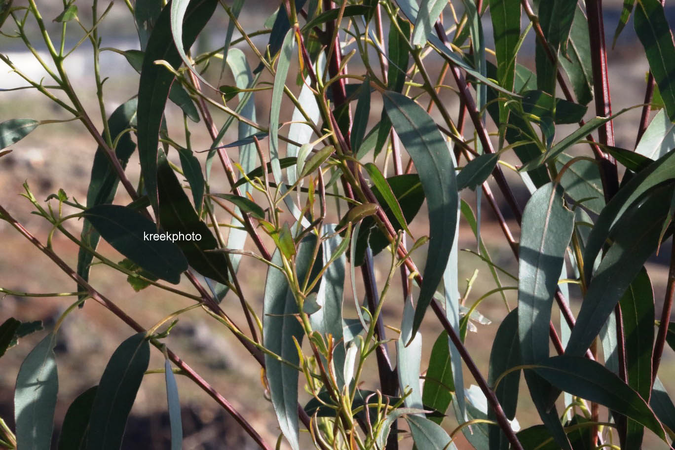 Eucalyptus globulus