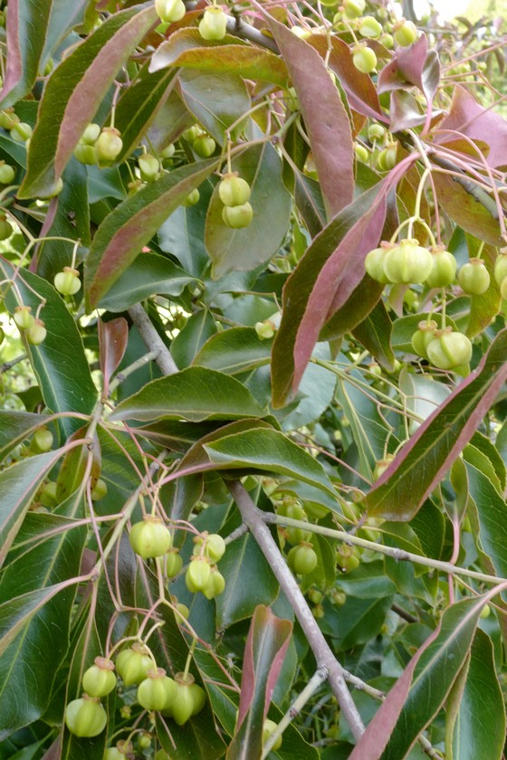 Euonymus grandiflorus 'Red Wine'