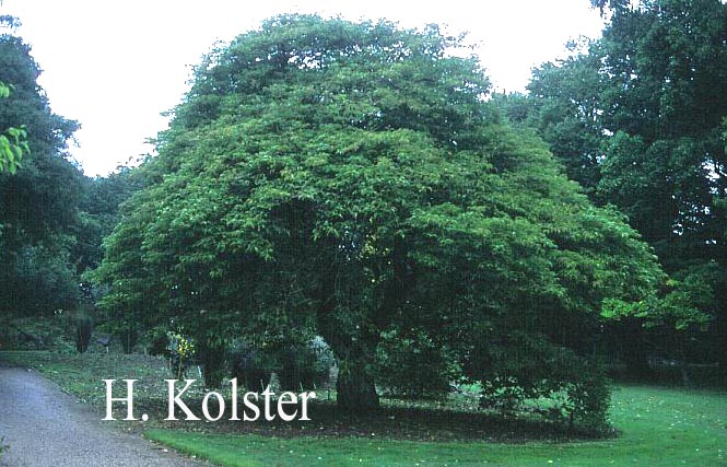 Euonymus hamiltonianus sieboldianus