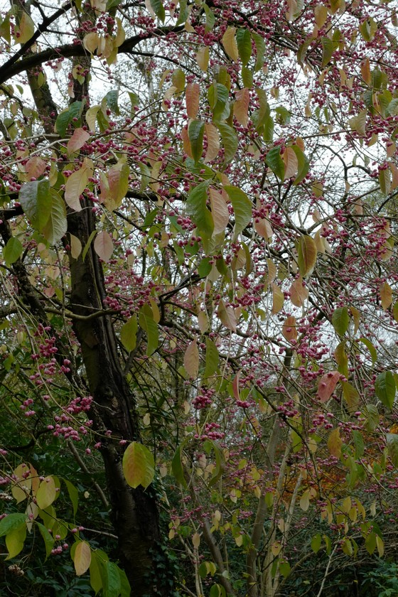 Euonymus hamiltonianus