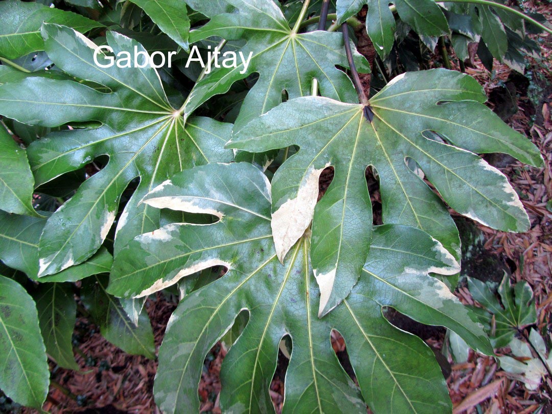 Fatsia japonica 'Variegata'