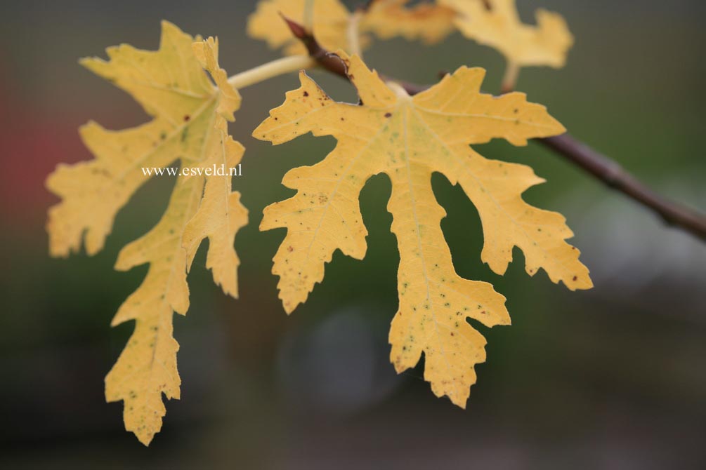 Ficus carica 'Icecrystal'