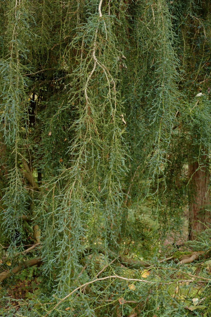 Fitzroya cupressoides