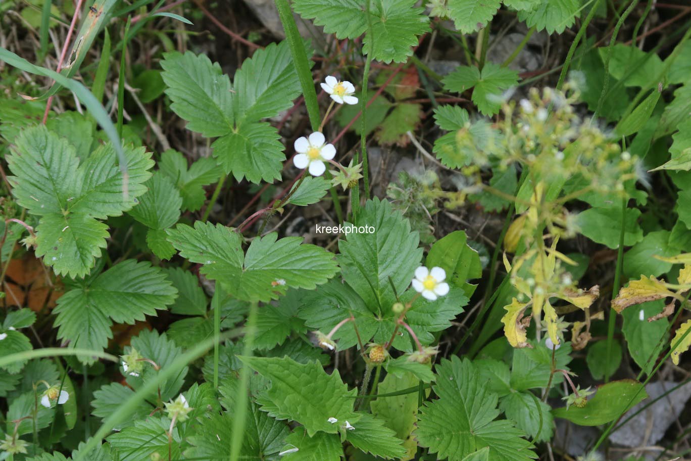 Fragaria vesca