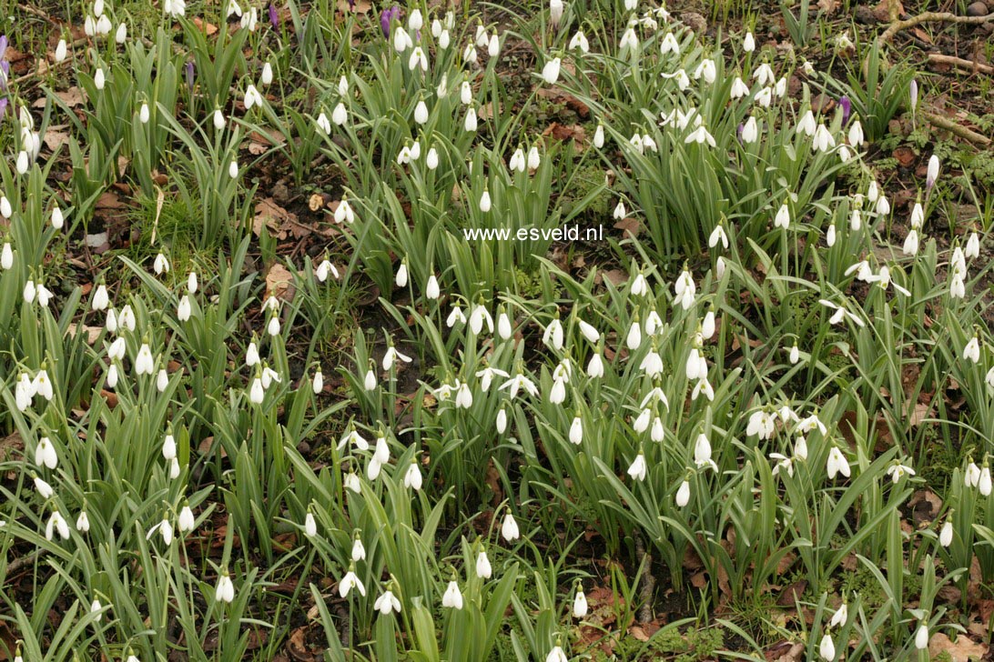 Galanthus nivalis
