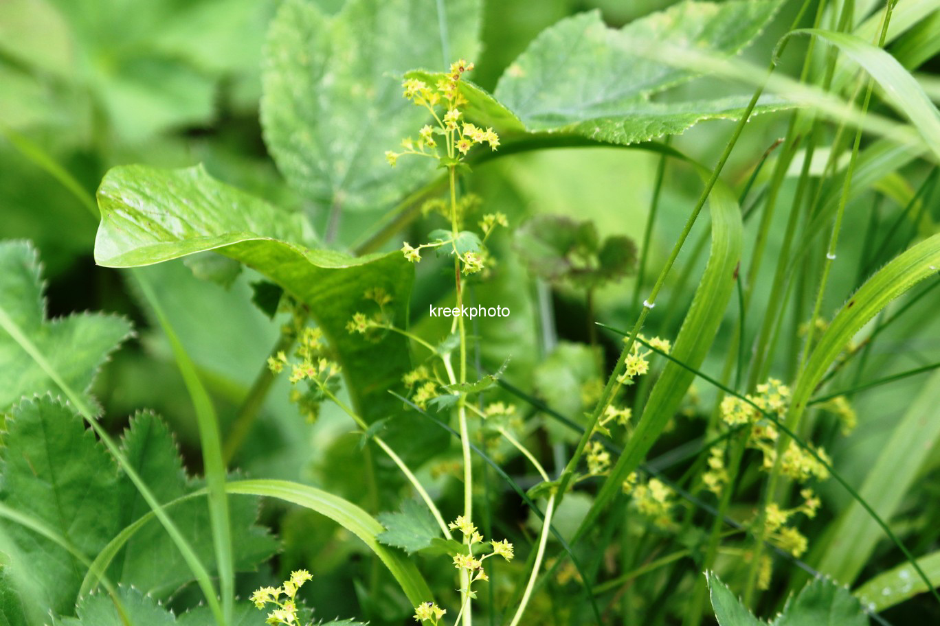 Galium verum