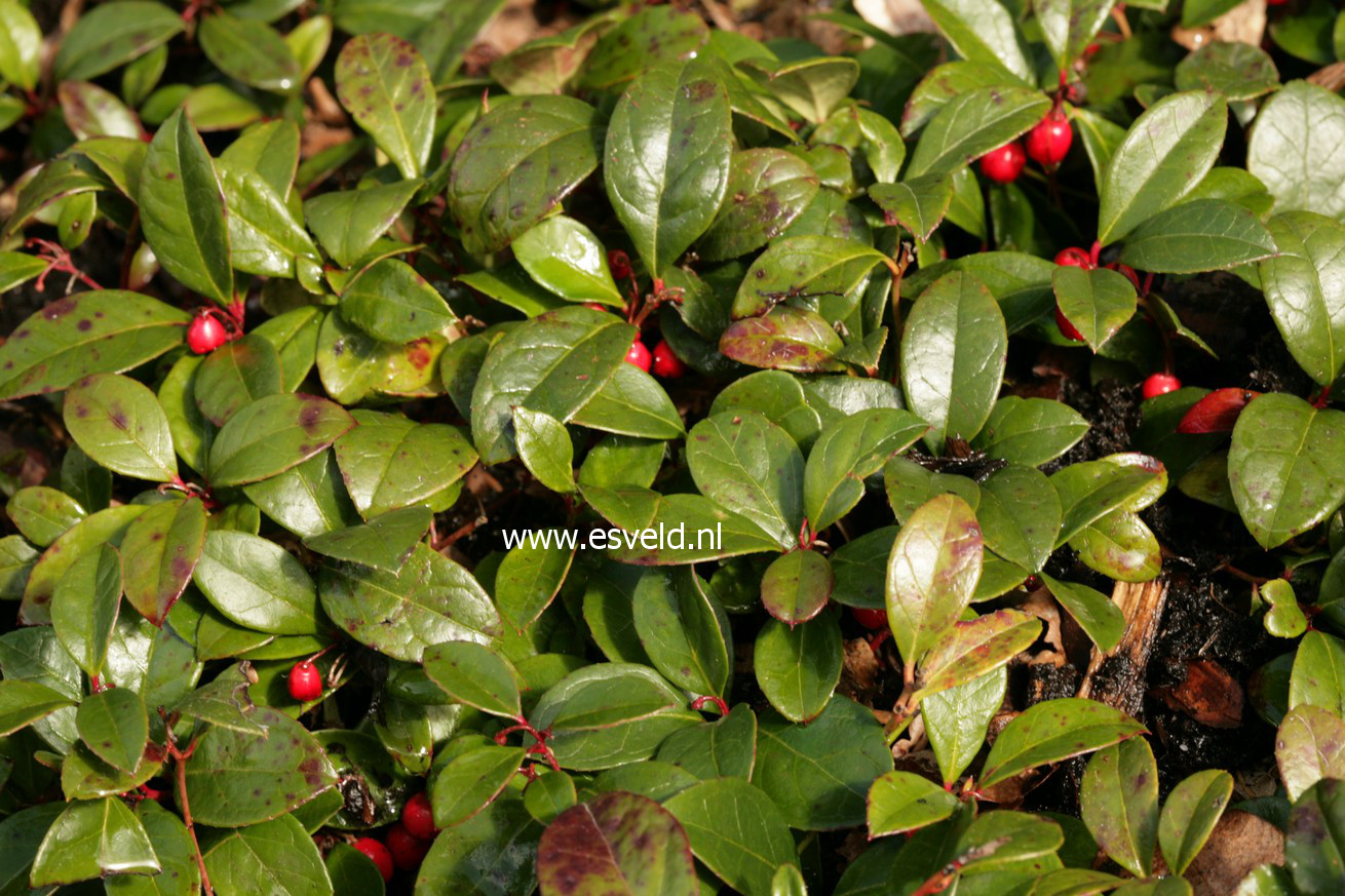 Gaultheria procumbens