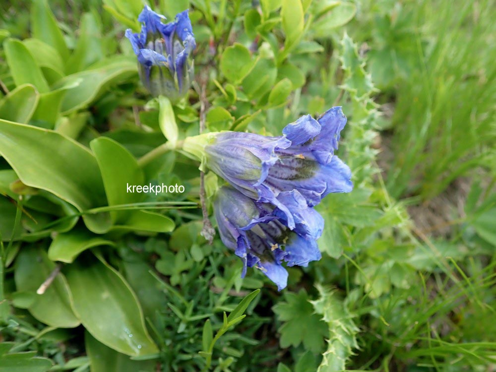 Gentiana acaulis
