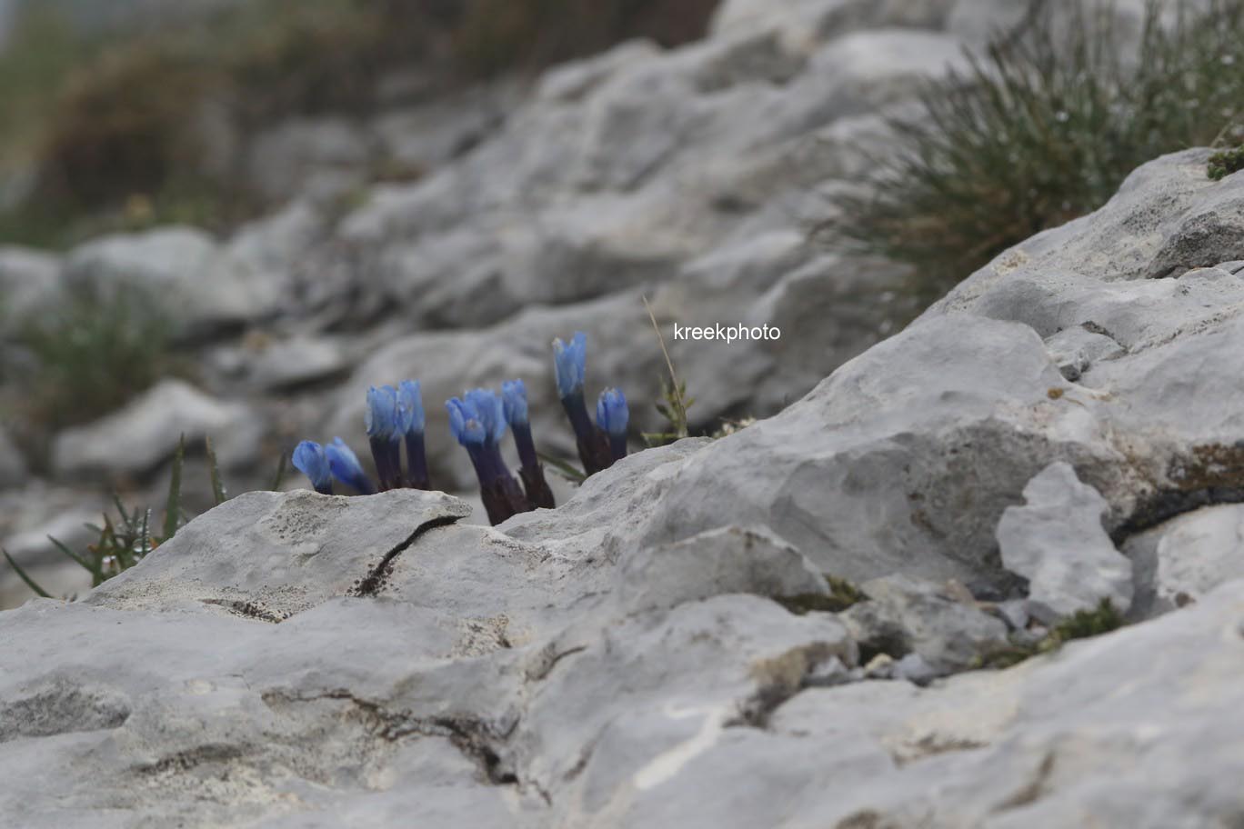 Gentiana verna