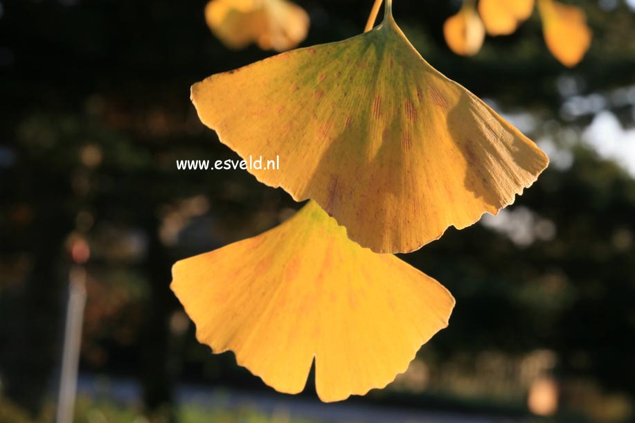 Ginkgo biloba 'Horizontalis'