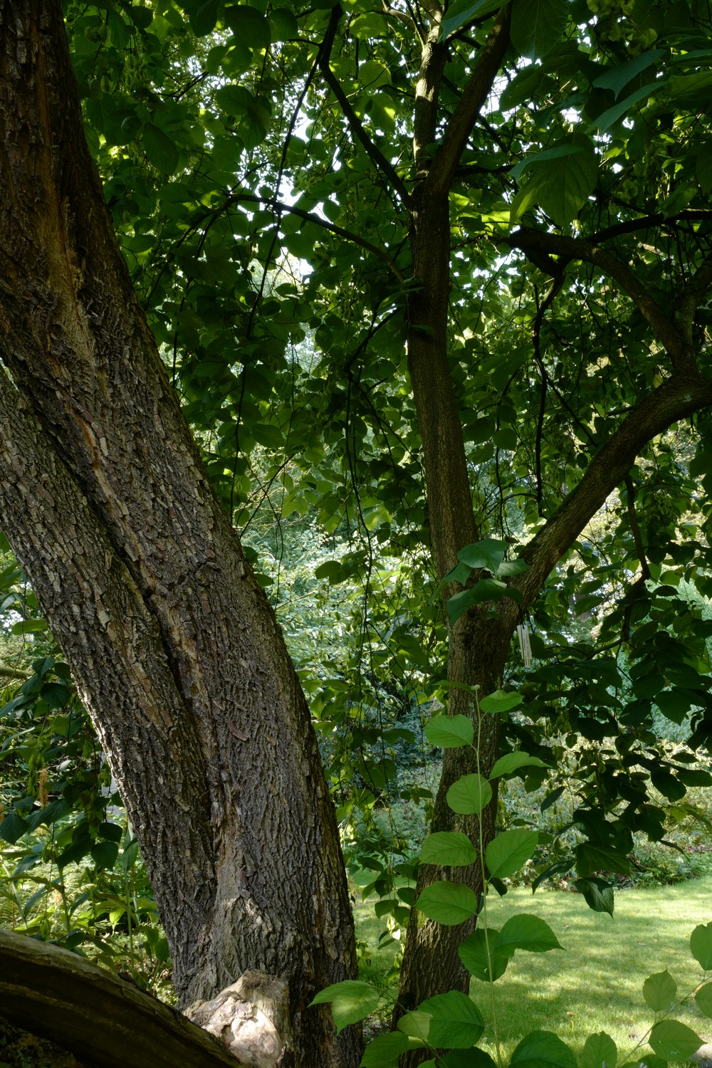 Halesia diptera magniflora