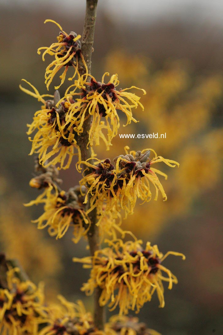 Hamamelis intermedia 'Barmstedt Gold'