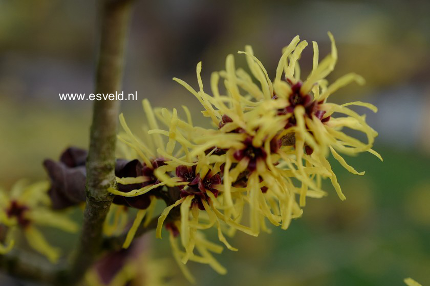 Hamamelis intermedia 'Gimborn's Perfume'