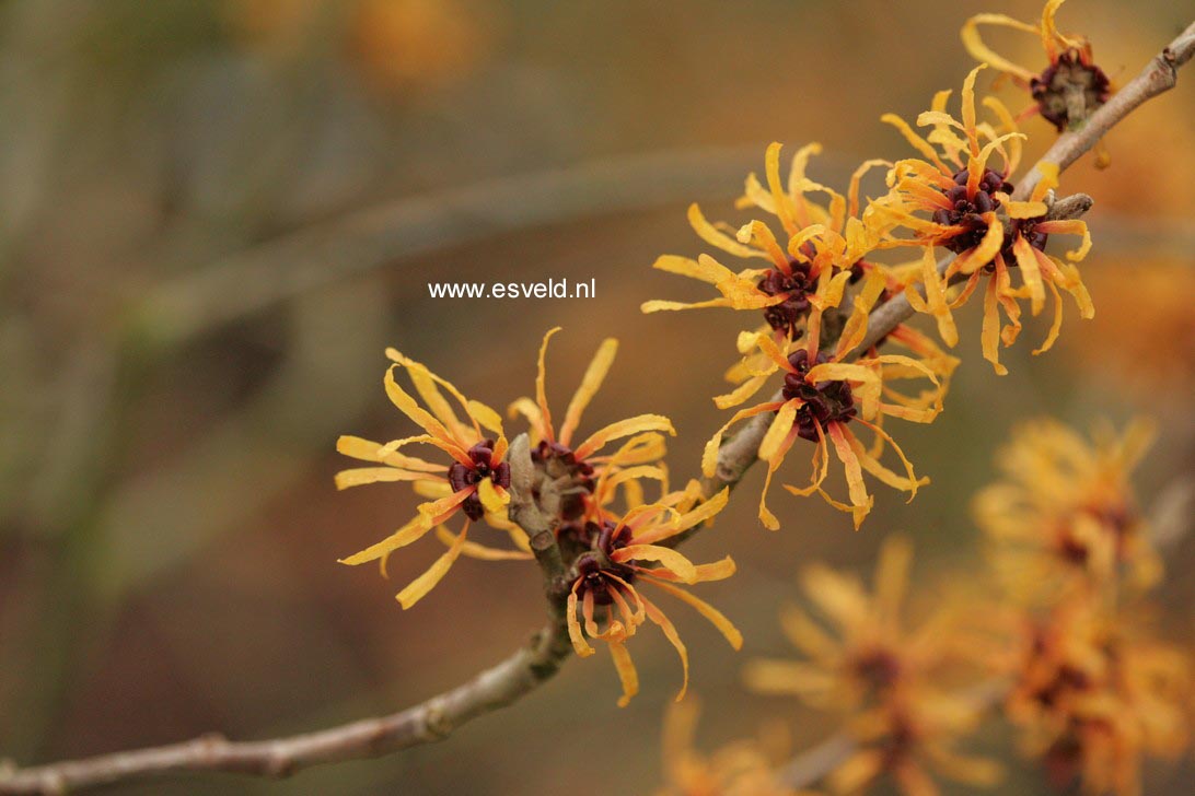 Hamamelis intermedia 'Harry'