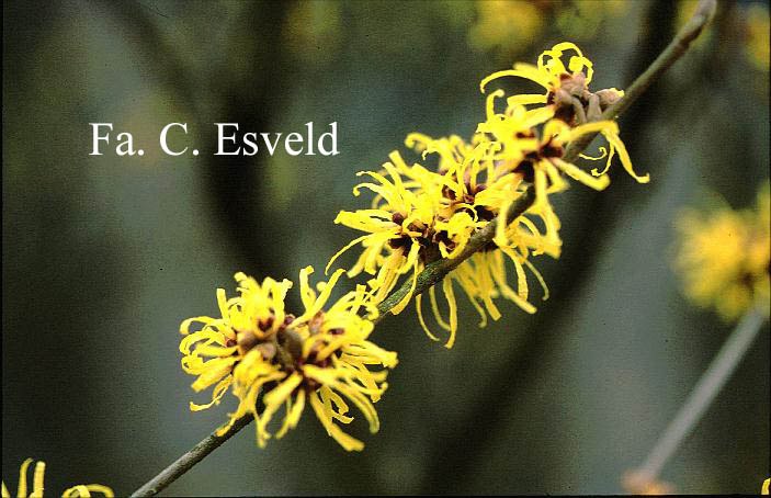 Hamamelis intermedia 'Sunburst'