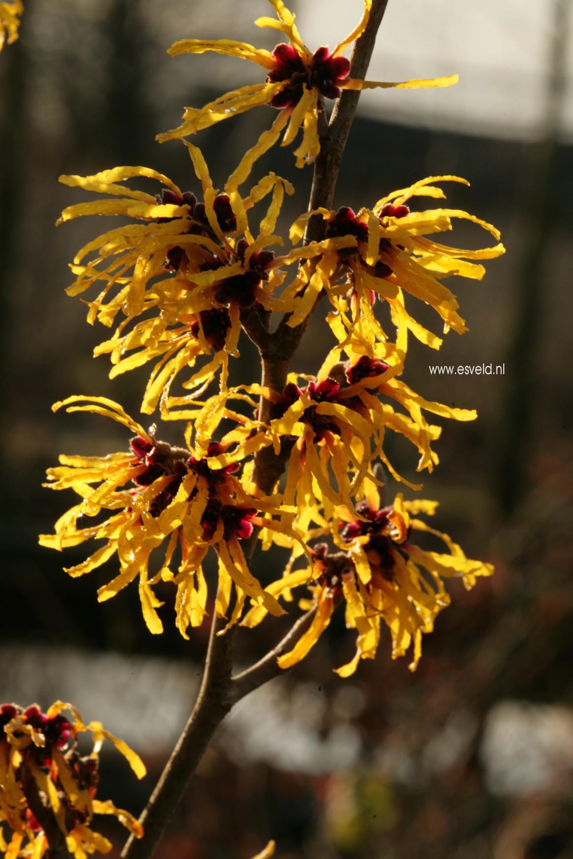 Hamamelis intermedia