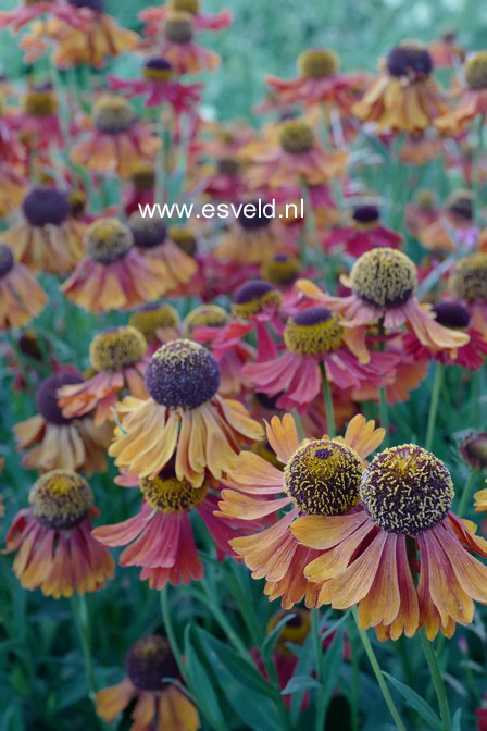 Helenium 'Moerheim Beauty'