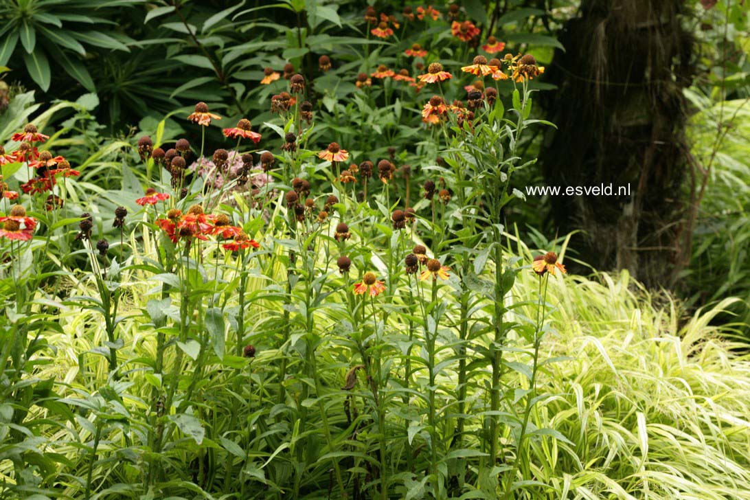 Helenium 'Sahin's Early Flowerer'