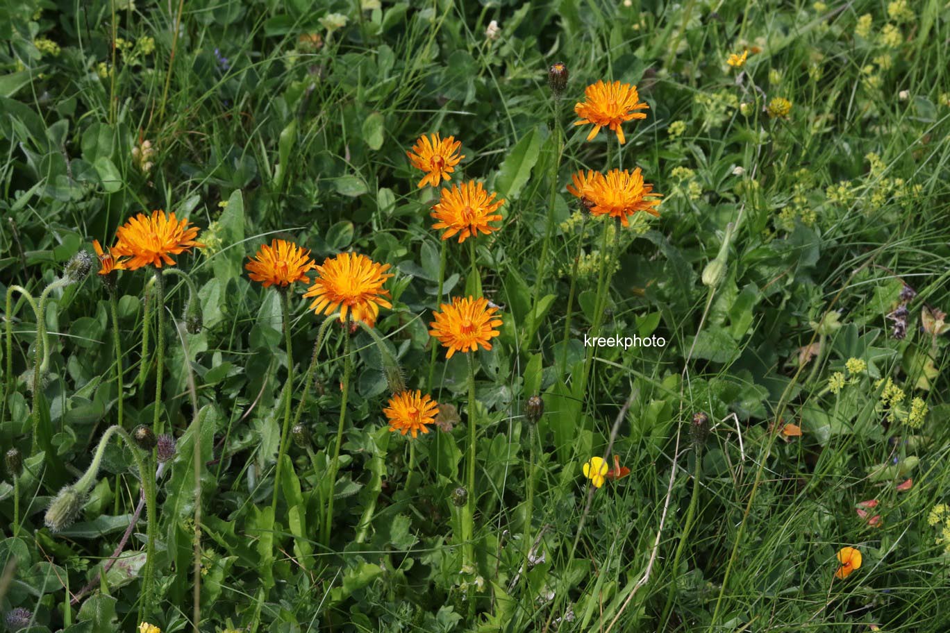 Hieracium aurantiacum