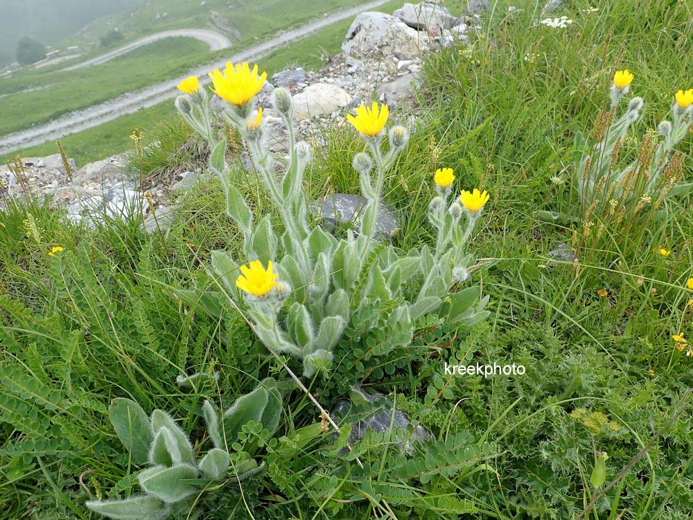 Hieracium villosum