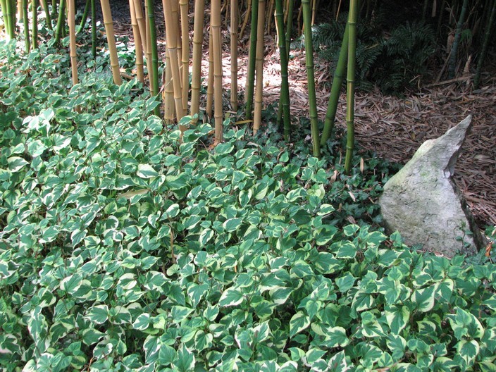 Houttuynia cordata 'Chameleon'
