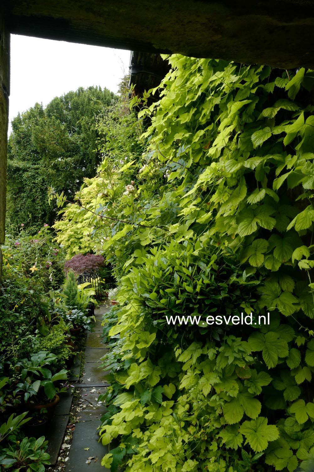 Humulus lupulus 'Aureus'