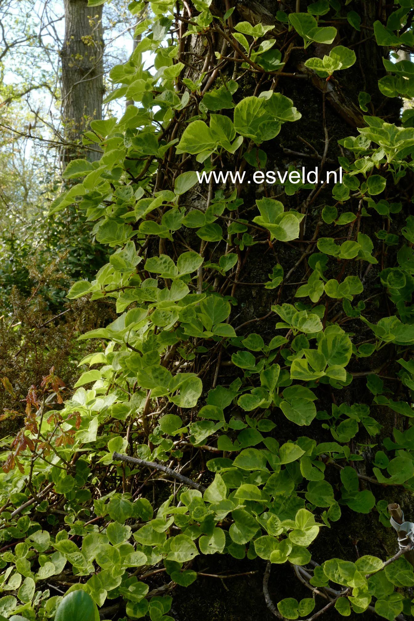 Hydrangea anomala 'Mirranda'
