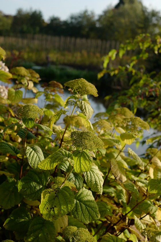 Hydrangea arborescens 'Dardom' (WHITE DOME)