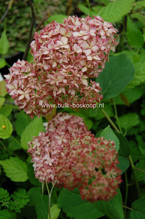 Hydrangea arborescens 'Ncha1' (INVINCIBELLE SPIRIT)