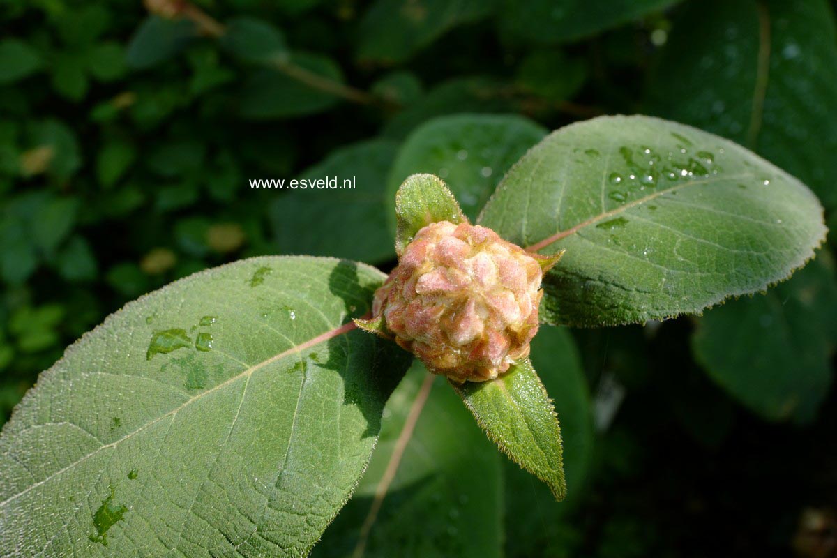 Hydrangea aspera 'Bellevue'