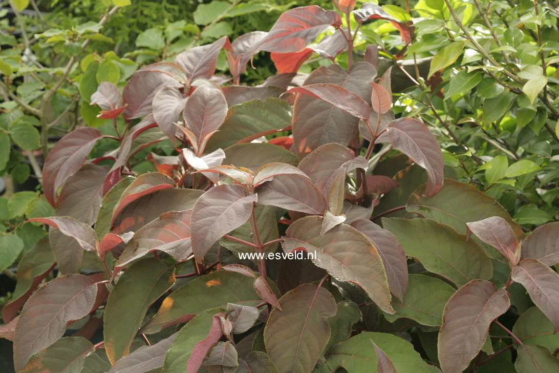 Hydrangea aspera 'Haopr012' (HOT CHOCOLATE)
