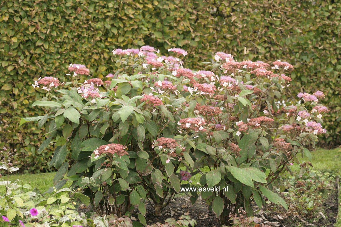 Hydrangea aspera 'Kawakami'