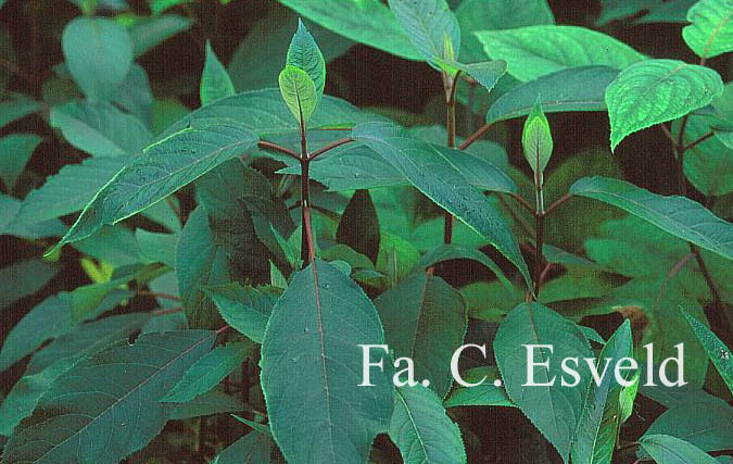 Hydrangea aspera strigosa