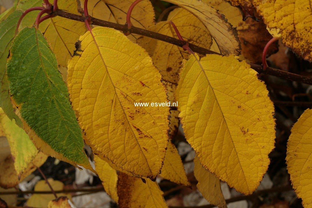 Hydrangea heteromalla 'Jermyn's Lace'